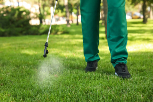 Best Termite Control Services  in Independence, MN