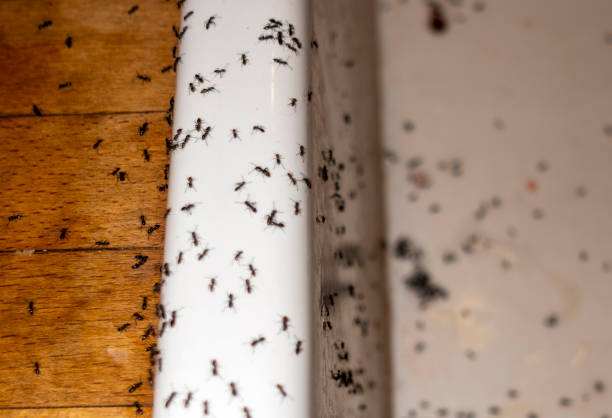 Wildlife Control Services in Independence, MN